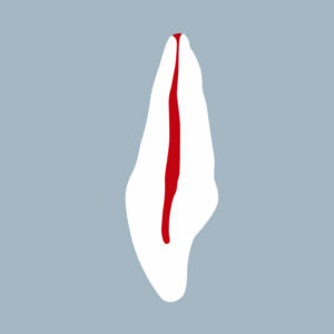 1121-01 - Incisive centrale maxillaire (coupe) - RightNao