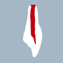 1121-04-ICMX - Incisive centrale maxillaire (coupe) 1121-04-ICMX - Incisive centrale maxillaire (coupe) - RightNao