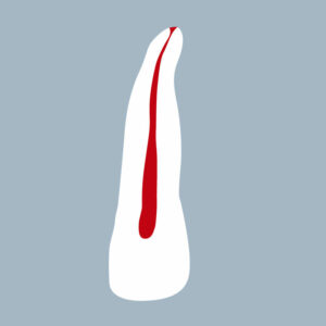 1222-01-ILMX - Incisive latérale maxillaire (coupe) - RightNao