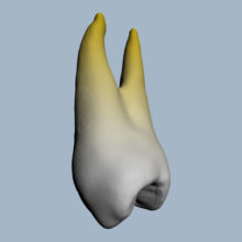 1424-01-02-1PMX - Première molaire maxillaire (vue 2D) - RightNao