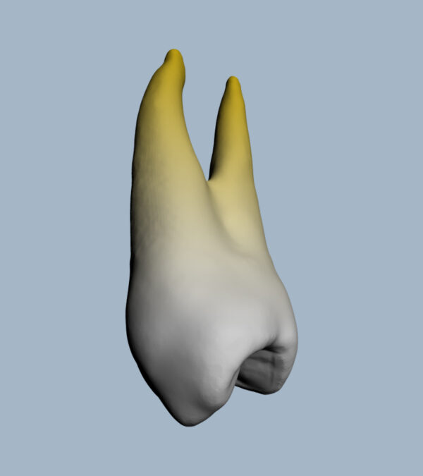 1424-01-02-1PMX - Première molaire maxillaire (vue 2D) 1424-01-02-1PMX - Première molaire maxillaire (vue 2D) - RightNao