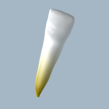 3132-4142-03-IMB - Incisive mandibulaire (vue 2D) 3132-4142-03-IMB - Incisive mandibulaire (vue 2D) - RightNao