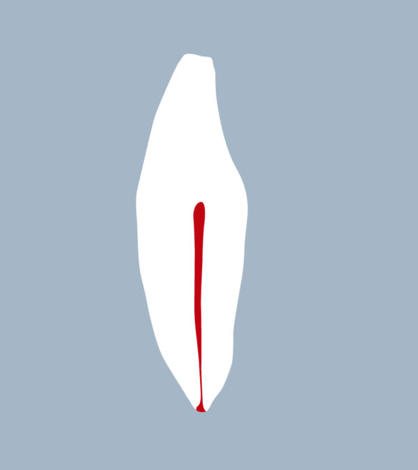 3132-4142-04-IMB - Incisive mandibulaire (coupe) - RightNao