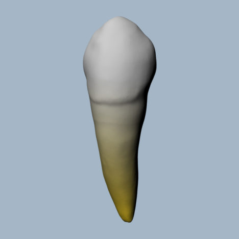 3343-01-CMB - Canine mandibulaire (vue 2D) - RightNao