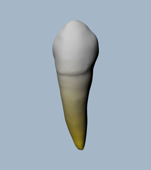 3343-01-CMB - Canine mandibulaire (vue 2D) 3343-01-CMB - Canine mandibulaire (vue 2D) - RightNao