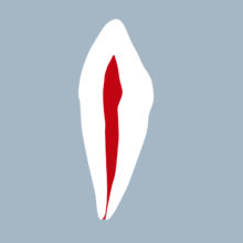 3343-01-CMB - Canine mandibulaire (coupe) 3343-01-CMB - Canine mandibulaire (coupe) - RightNao