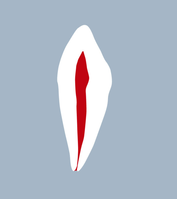 3343-01-CMB - Canine mandibulaire (coupe) - RightNao