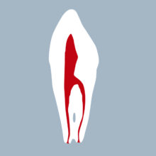 3343-02-CMB - Canine mandibulaire (coupe) 3343-02-CMB - Canine mandibulaire (coupe) - RightNao