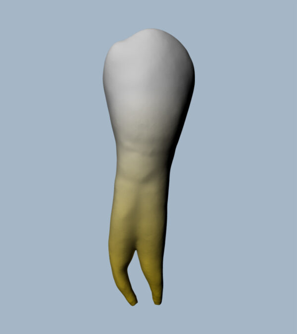 3444-03-1PMB - Première prémolaire mandibulaire (vue 2D) - RightNao