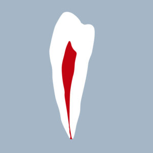 3444-01-1PMB - Première prémolaire mandibulaire (coupe) - RightNao