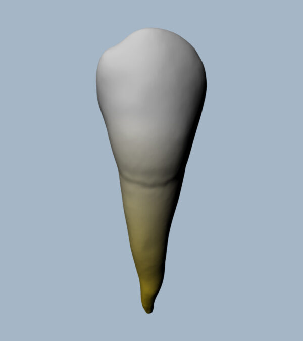 3545-01-2PMB - Deuxième prémolaire mandibulaire (vue 2D) - RightNao