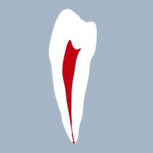 3545-01-2PMB - Seconde prémolaire mandibulaire (coupe) - RightNao