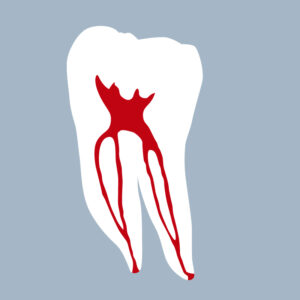 3646-01-1MMB - Première molaire mandibulaire (coupe) - RightNao