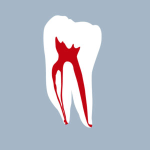 3646-02-1MMB - Première molaire mandibulaire (coupe) - RightNao