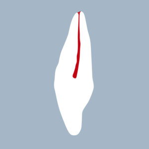 1222-02-ILMX - Incisive latérale maxillaire (coupe) - RightNao