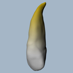 1323-01-02-CMX - Canine maxillaire (vue 2D) - RightNao