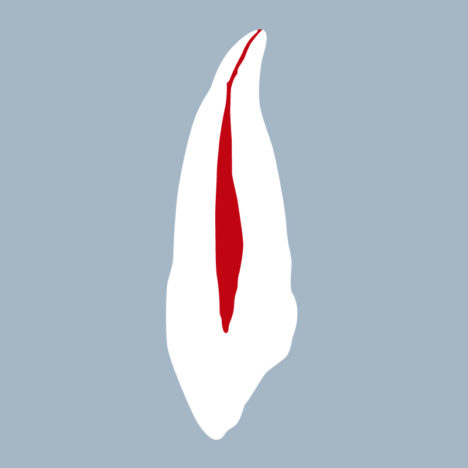 1323-01-CMX - Canine maxillaire (coupe) - RightNao