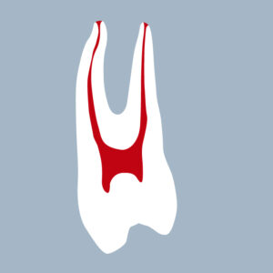 1424-02-1PMX - Première prémolaire maxillaire (coupe) - RightNao