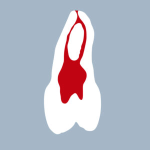 1525-03-2PMX - Seconde prémolaire maxillaire (coupe) - RightNao