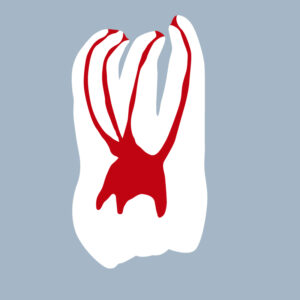 1626-01-1MMX - Première molaire maxillaire (coupe) - RightNao